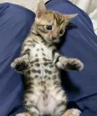 ベンガル【東京都・女の子・2019年12月26日・ブラウンスポテットタビー】の写真3