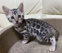 ベンガル【東京都・女の子・2020年9月15日・ブラックシルバースポテットタビー(ロゼット)】の写真4