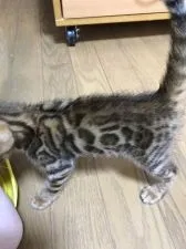 ベンガル【東京都・男の子・2017年8月25日・ブラウンスポットタビー】の写真4