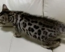 ベンガル【東京都・女の子・2020年3月16日・ブラウンスポテットタビー(ロゼット)】の写真4