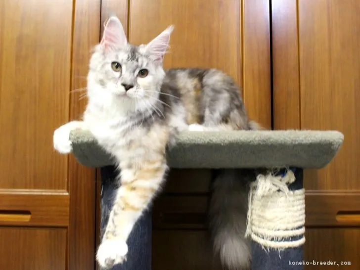 ID：1806-00274の子猫