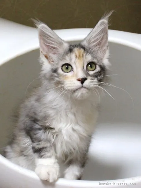 ID:1807-01078の子猫