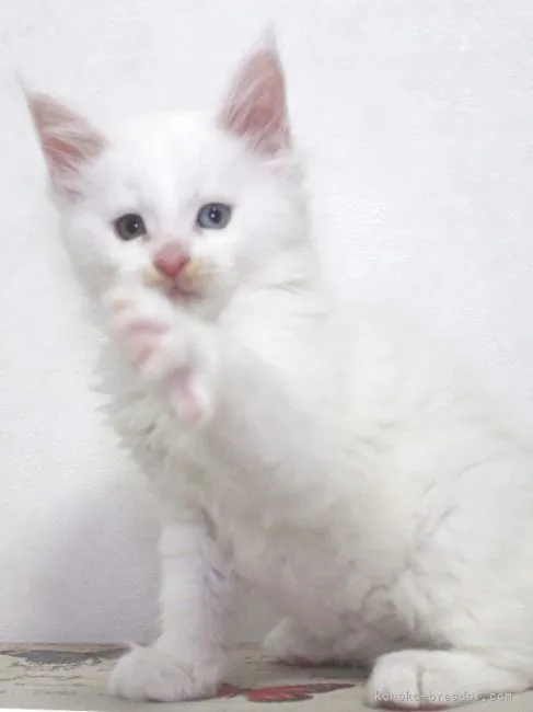 ID：2105-00210の子猫