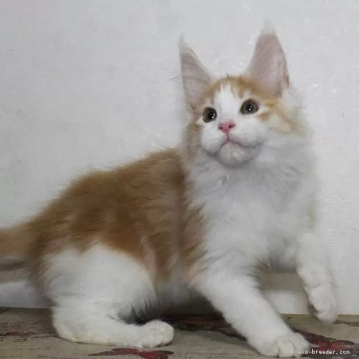 ID:2403-00889の子猫