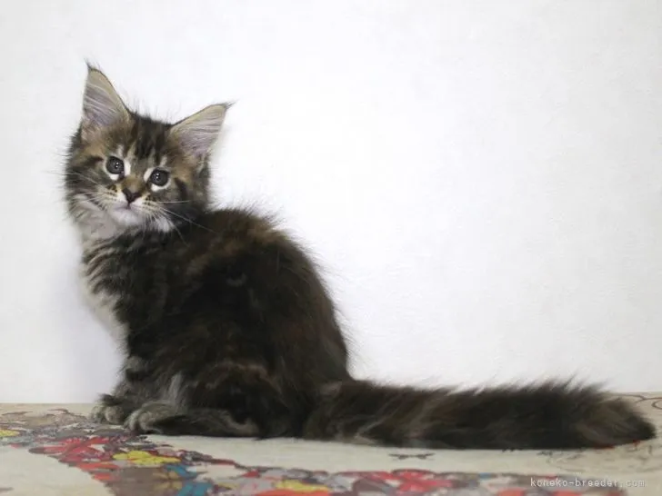 ID：2106-01196の子猫