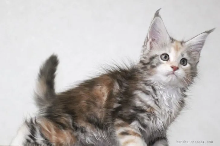 ID:2008-01078の子猫