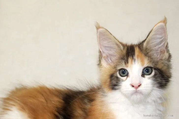 ID：2008-01076の子猫