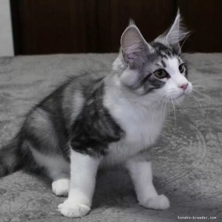 ID：2403-00884の子猫