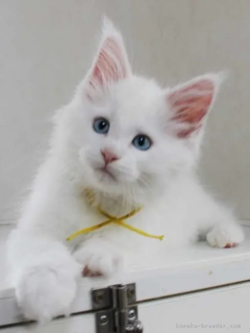 ID:2204-02024の子猫