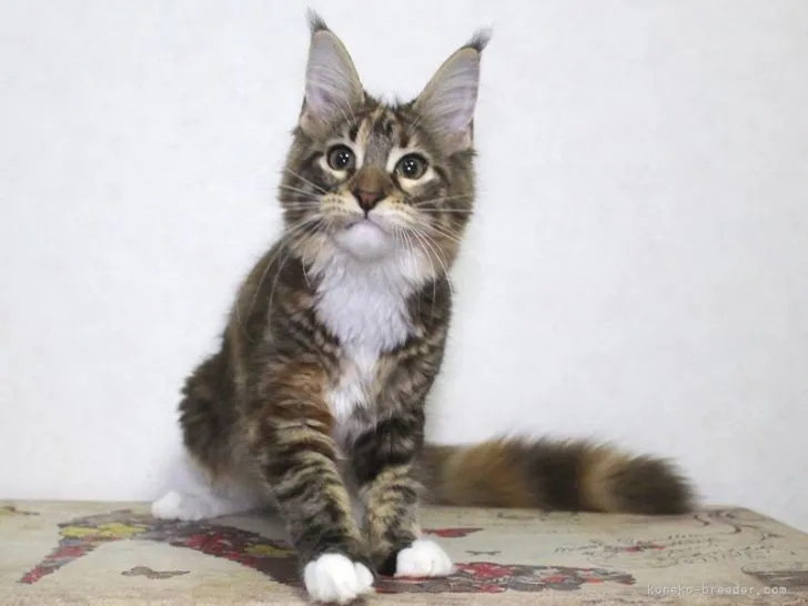 ID：2107-01678の子猫