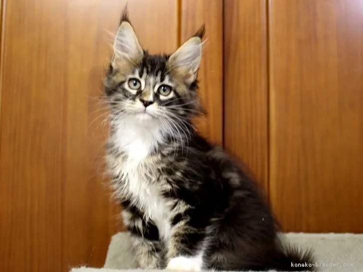 ID：1810-00916の子猫
