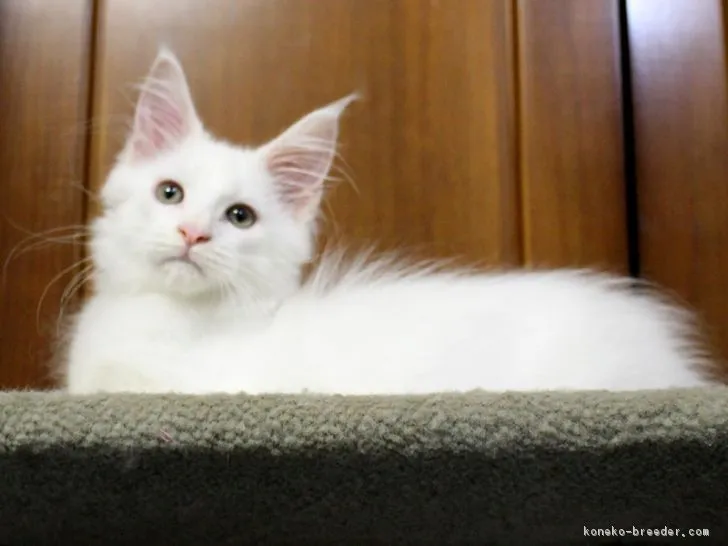 ID：1810-00915の子猫