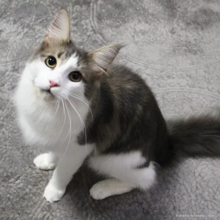 ID：2310-00247の子猫