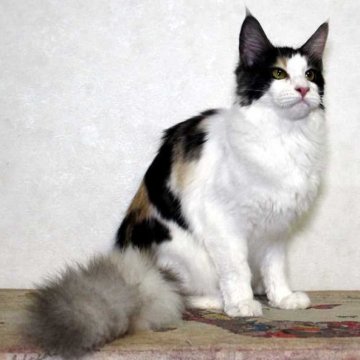 メインクーン【広島県・女の子・2023年7月13日・キャリコ スモーク（柔らかくシルキー）】の写真「美しい毛色」