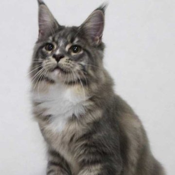 メインクーン【広島県・男の子・2024年2月7日・ブルータビー & ホワイト（柔らかくシルキー）】の写真「尻尾とボディのとても長い仔猫です」