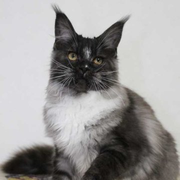 メインクーン【広島県・女の子・2024年2月8日・ブラックスモーク & ホワイト（柔らかくシルキー）】の写真「大人しく 落ち着いた 女の子」