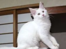 メインクーン【広島県・女の子・2019年4月10日・ホワイト(ゴールドアイ)】の写真3