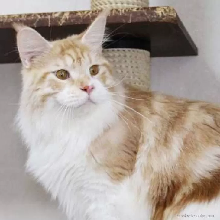 ID：2403-00885の子猫