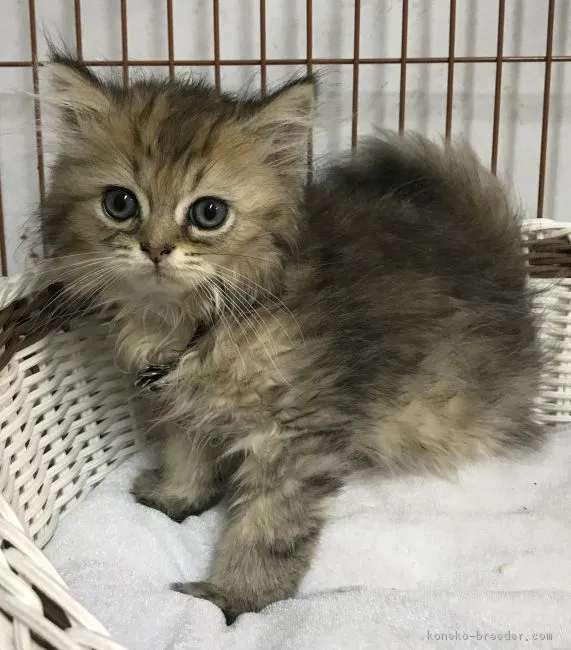 ねむ 様のお迎えした子猫