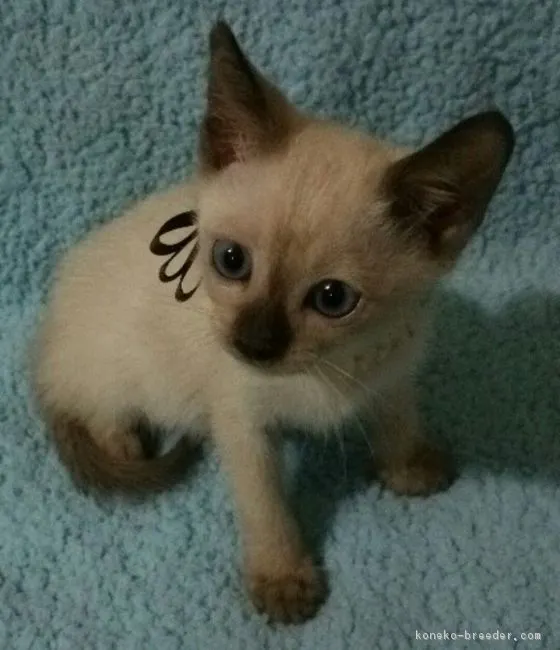 ID：1605-00607の子猫