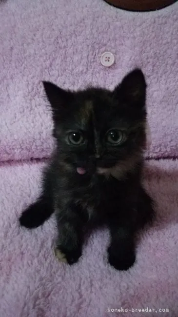 ID：1604-00733の子猫