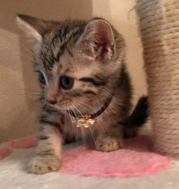 ゼン まま 様のお迎えした子猫