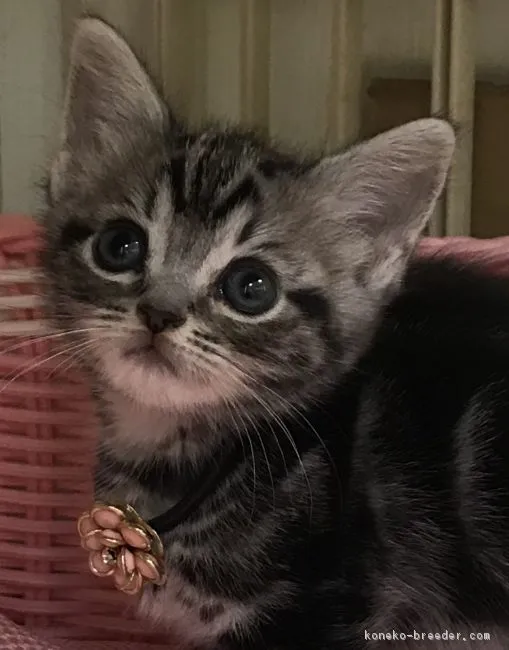 ID：1805-00470の子猫