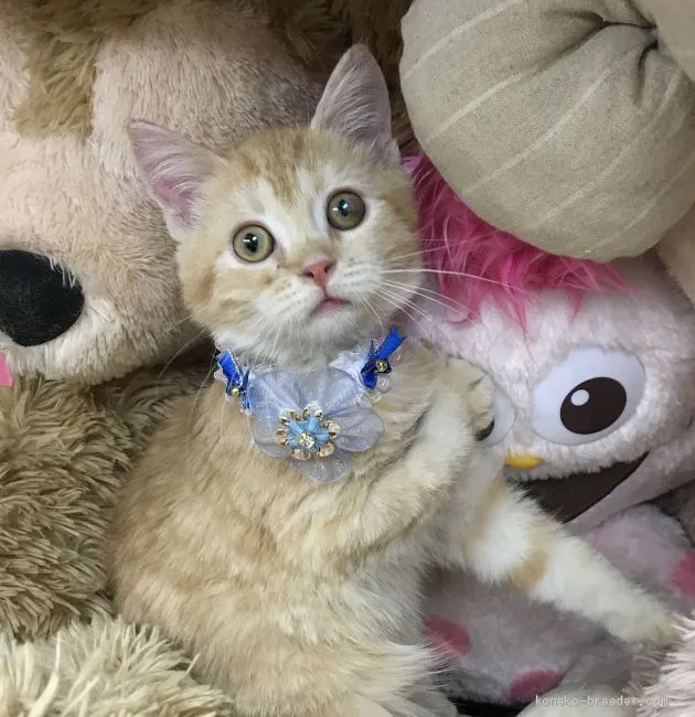 ID:2102-00284の子猫