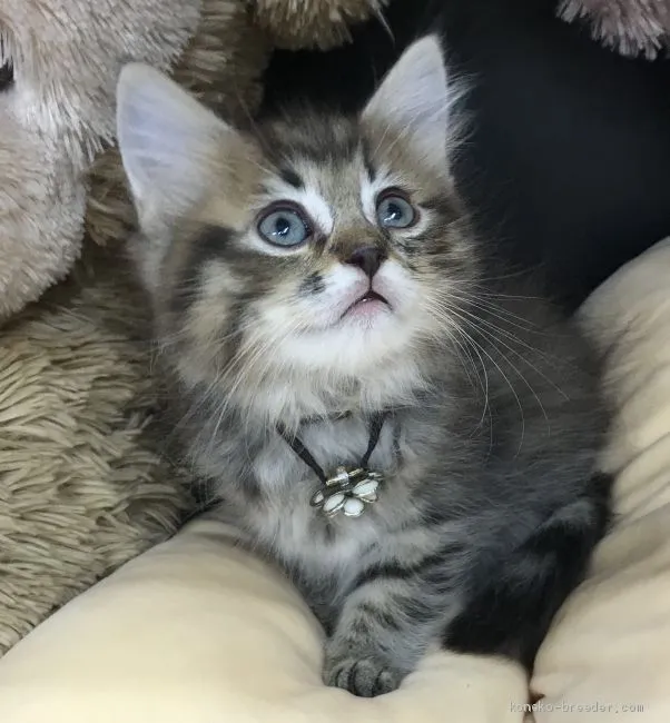 ID:2004-00469の子猫
