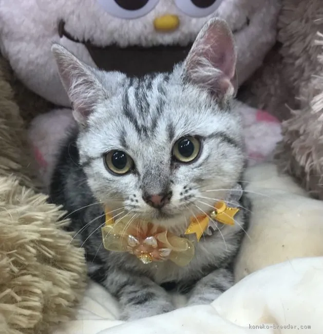 ID：2103-01452の子猫