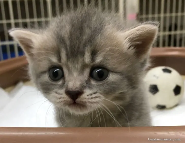 ID:1611-00806の子猫