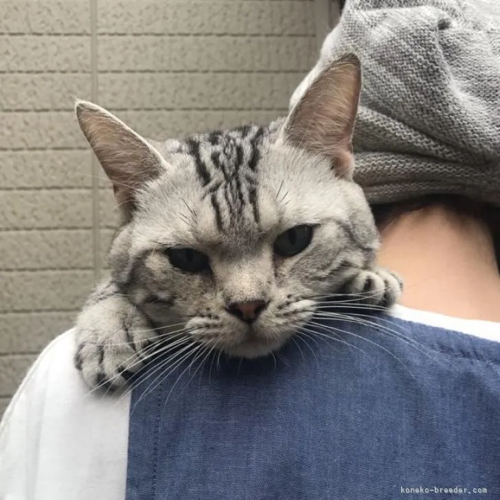 ID：2206-02314の子猫