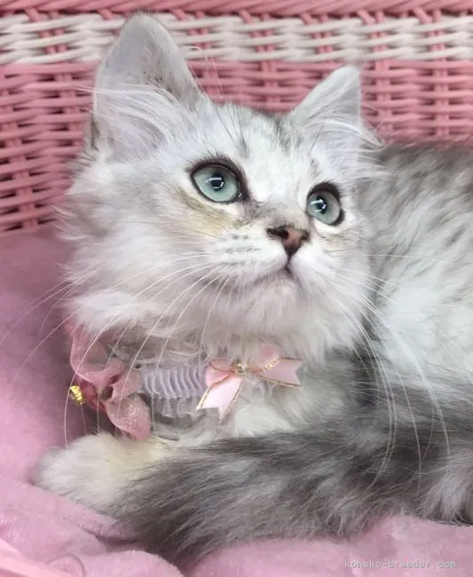 ID：2106-01796の子猫