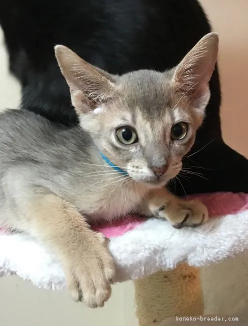 kaoru 様のお迎えした子猫