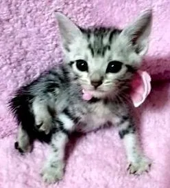 新井　博幸 様のお迎えした子猫