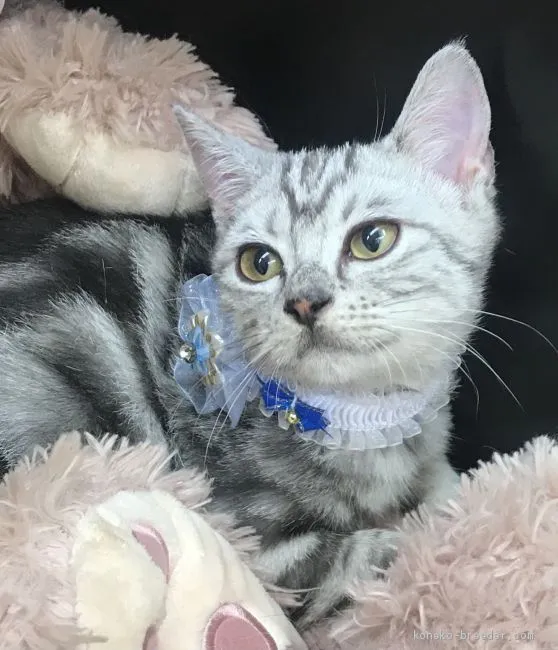 ID：2103-01450の子猫