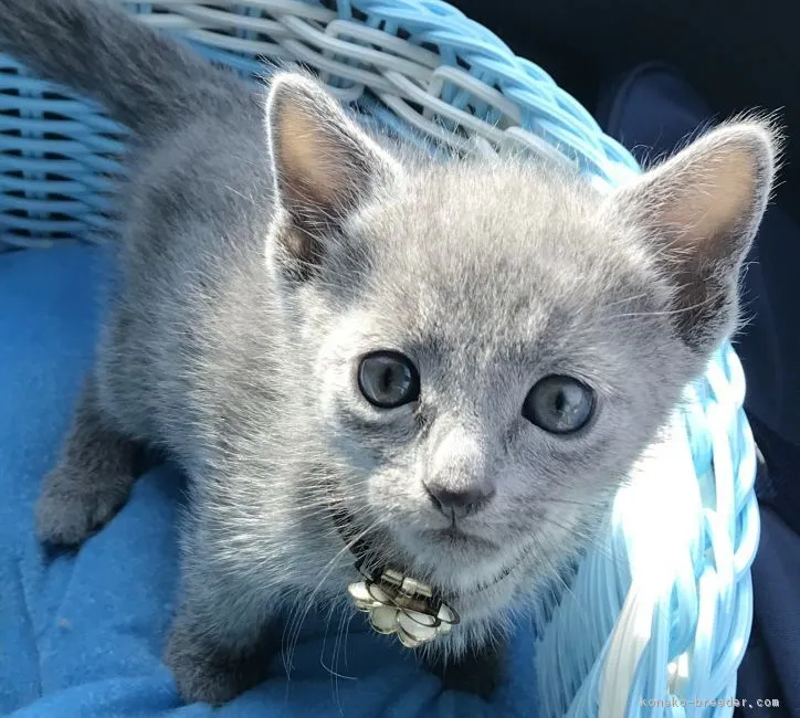 ID:1805-01829の子猫