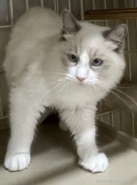 ラグドール【・男の子・2022年1月12日・ブルーポイントバイカラー】