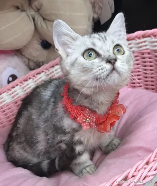 ID:2104-02313の子猫