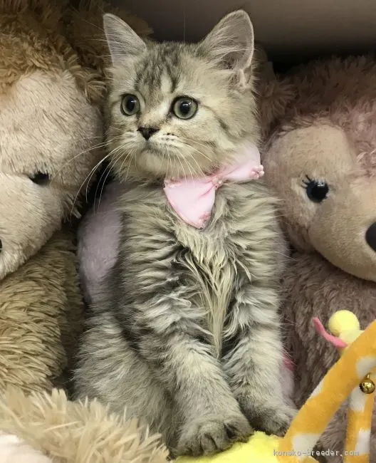 ID：2010-01931の子猫