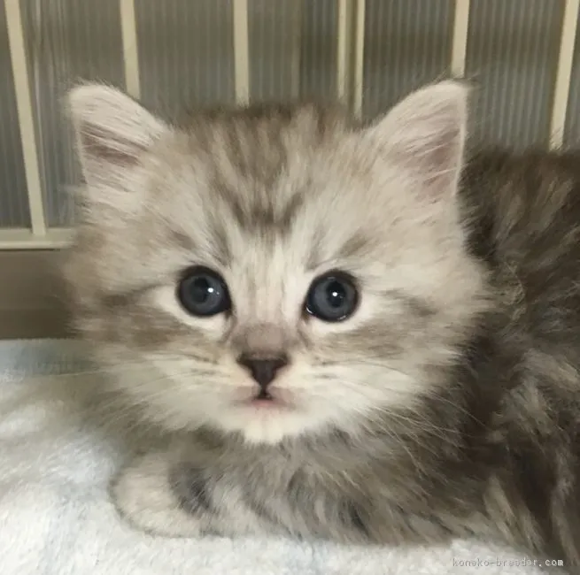 たかにゃん 様のお迎えした子猫