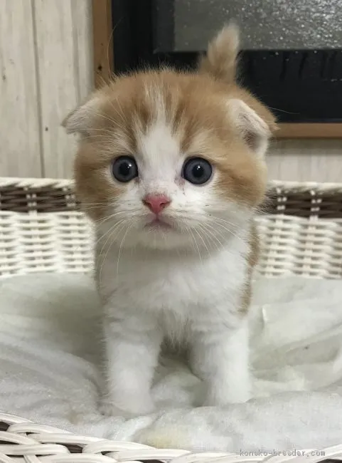 ID：2002-01158の子猫