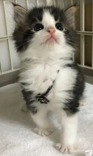 ミルク 様のお迎えした子猫