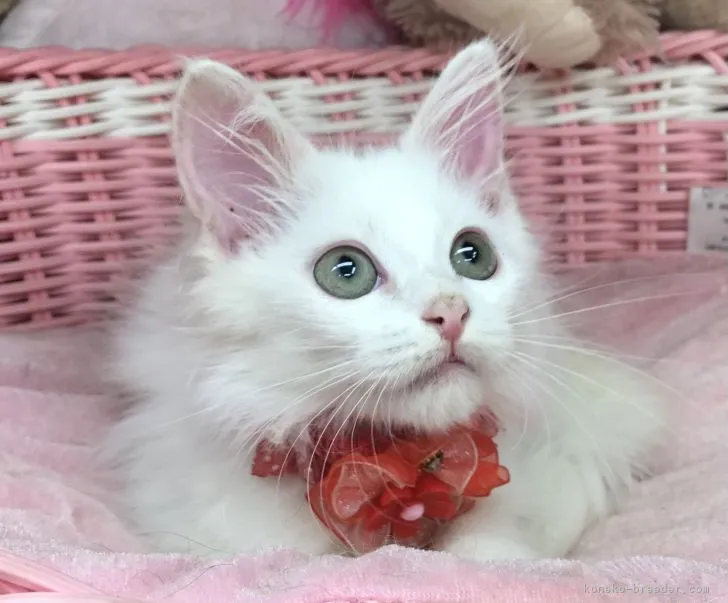 ID:2107-02337の子猫