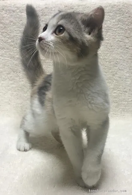 はなママ 様のお迎えした子猫