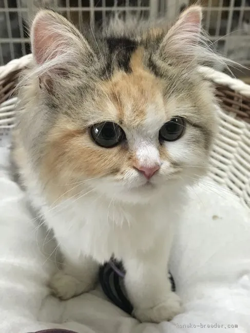 ID：1906-00920の子猫