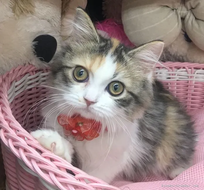 ID：2104-02315の子猫