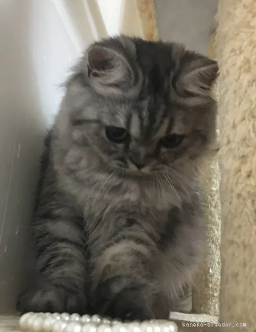 ID：1801-00491の子猫