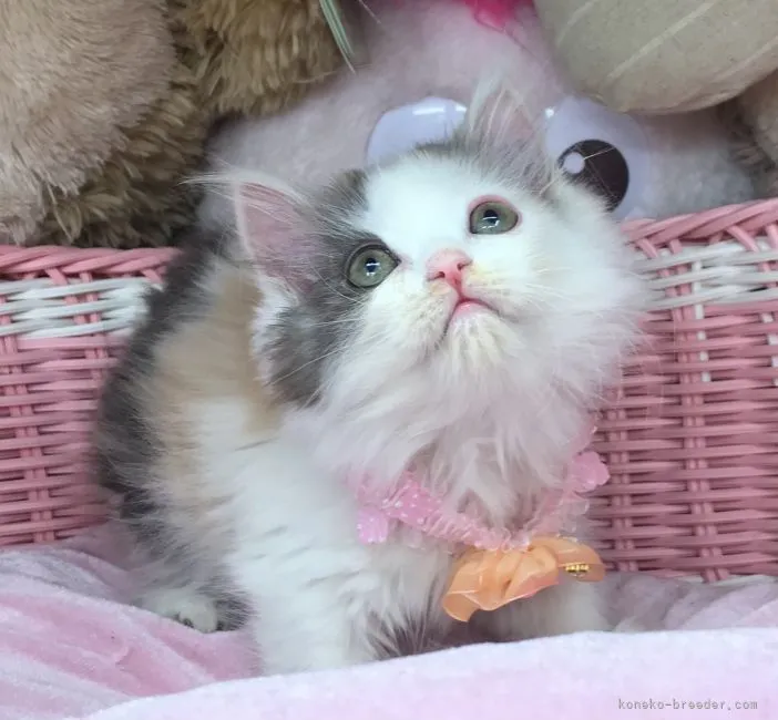 ID：2104-02316の子猫