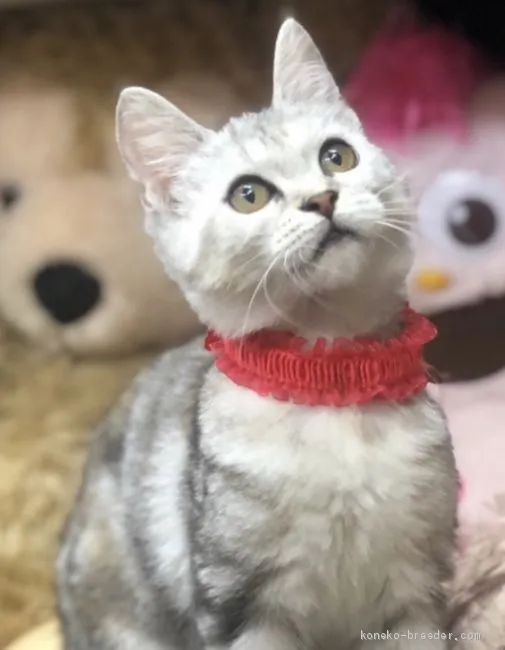 スエキチ 様のお迎えした子猫